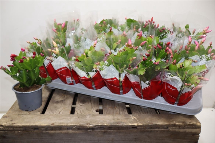 <h4>Schlumb Gem 3 Kl</h4>