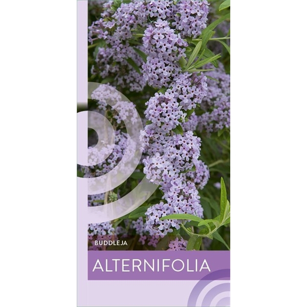 <h4>Buddleja alternifolia P19</h4>