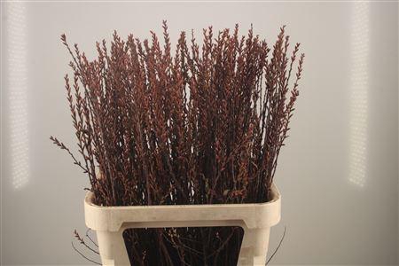 <h4>Myrica Gale</h4>