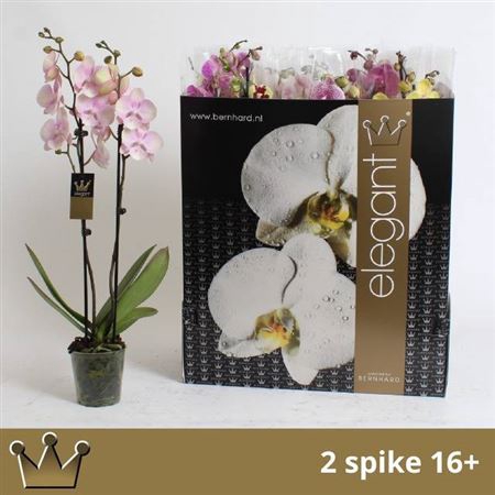 Phal Gem 8 Kl