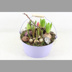 arr4 Bollenmix VL - Emmer lila 250/2