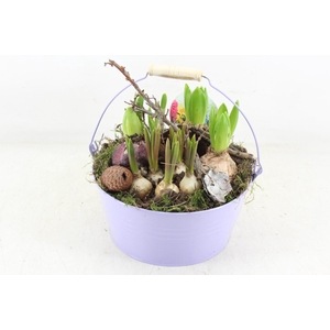 arr4 Bollenmix VL - Emmer lila 250/2