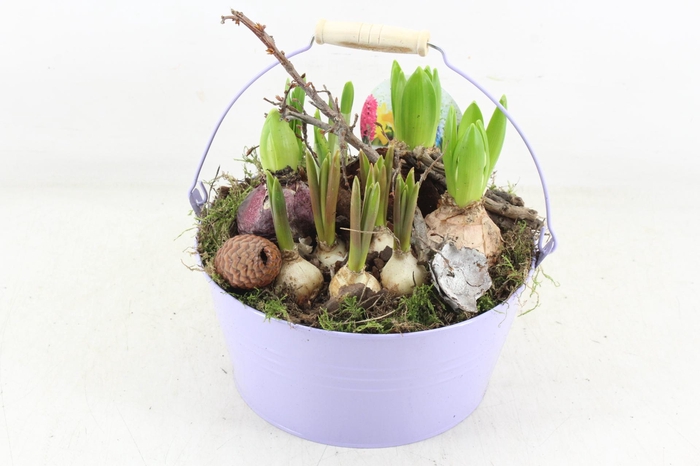 <h4>arr4 Bollenmix VL - Emmer lila 250/2</h4>