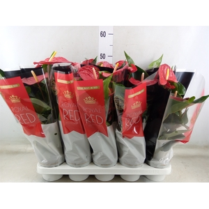 Anthurium andr. 'Querida'