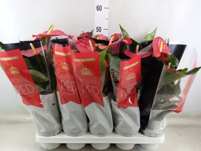 <h4>Anthurium andr. 'Querida'</h4>