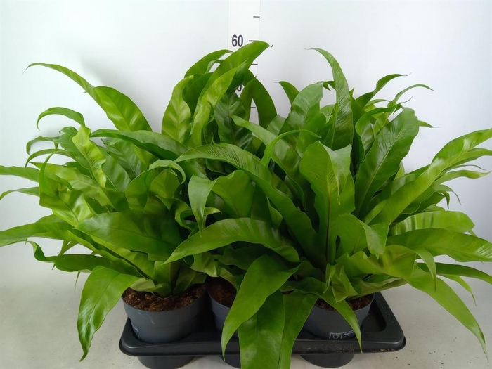 <h4>Asplenium antiquum</h4>