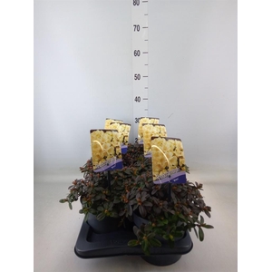 Rhododendron   ...dwarf shapes