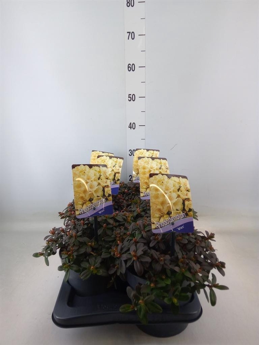 <h4>Rhododendron   ...dwarf shapes</h4>