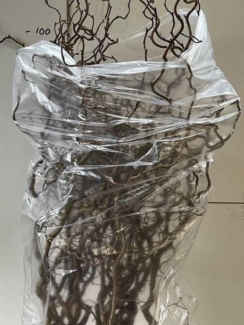 <h4>CORYL AV CONTORTA</h4>