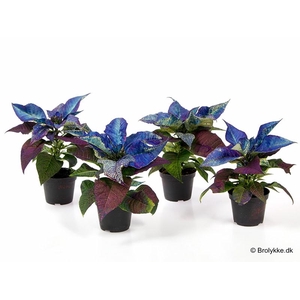 EUPHORBIA PULCHERRIMA  MINI p6 blauw
