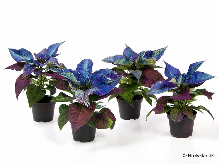 <h4>EUPHORBIA PULCHERRIMA  MINI p6 blauw</h4>