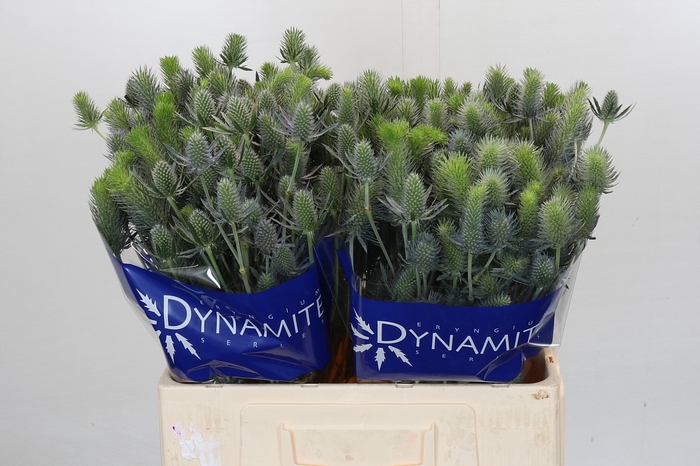 <h4>Eryngium Electric Dynamite</h4>