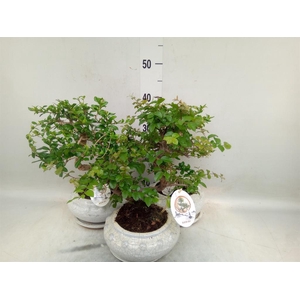 Bonsai   ...mix