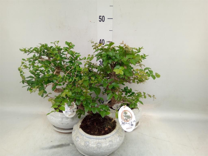 <h4>Bonsai   ...mix</h4>