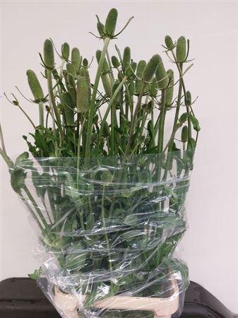 <h4>Dipsacus (kaardebol)</h4>