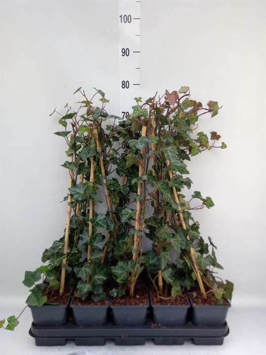 <h4>Hedera hibernica</h4>