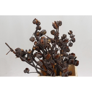 Kaaps Groen Hakea Sericea