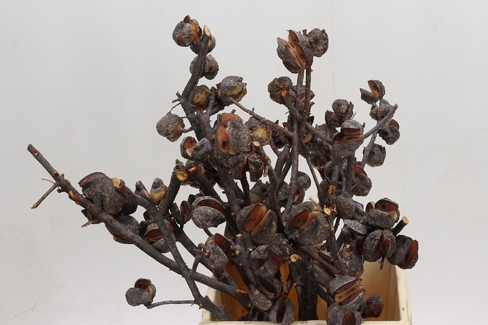 <h4>Cape Green Hakea Sericea</h4>