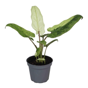 ALOCASIA LAUTERBACHIANA P6