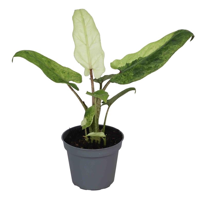 <h4>ALOCASIA LAUTERBACHIANA P6</h4>