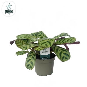 Ctenanthe Burle Marxii Air So Pure