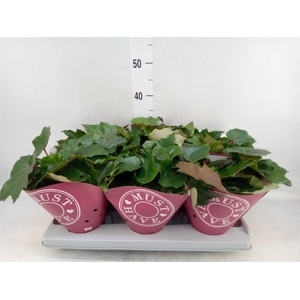 Begonia BD 'Rubi Verde'