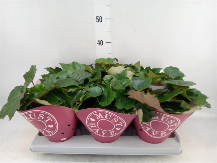 <h4>Begonia BD 'Rubi Verde'</h4>