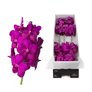 Vanda Tayanee Cerise X12