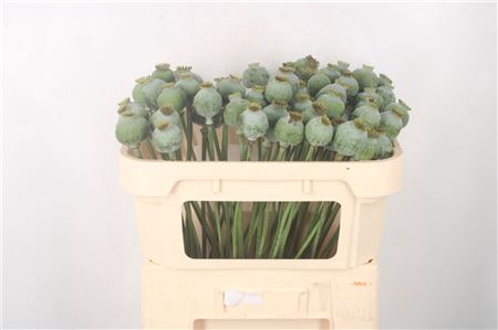 <h4>Papaver Som Zaaddozen</h4>