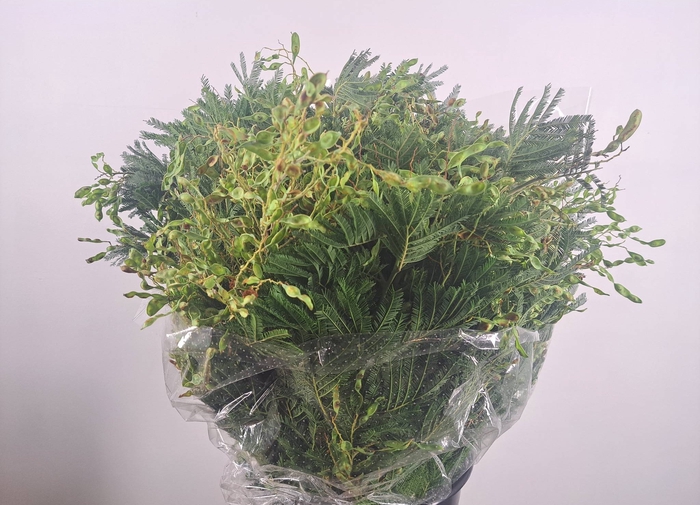 <h4>MIMOSA SAMEN</h4>