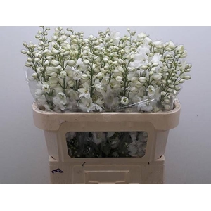 DELPH DU GUARD WHITE