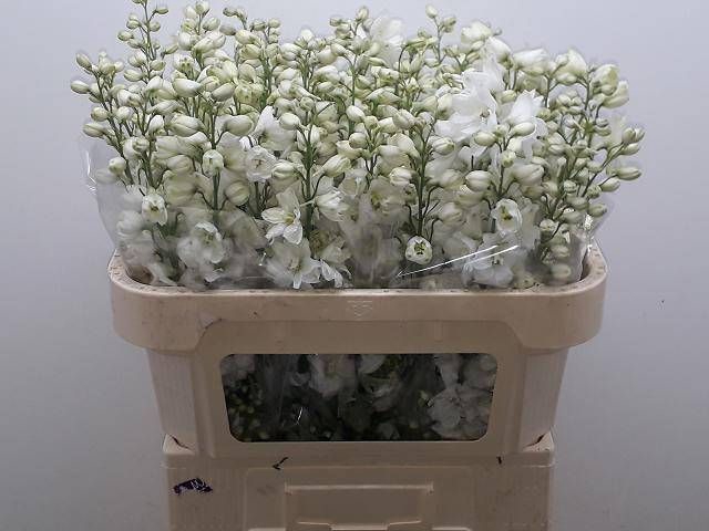 <h4>DELPH DU GUARD WHITE</h4>