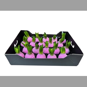 HYACINTH WAX GLIT-PINK