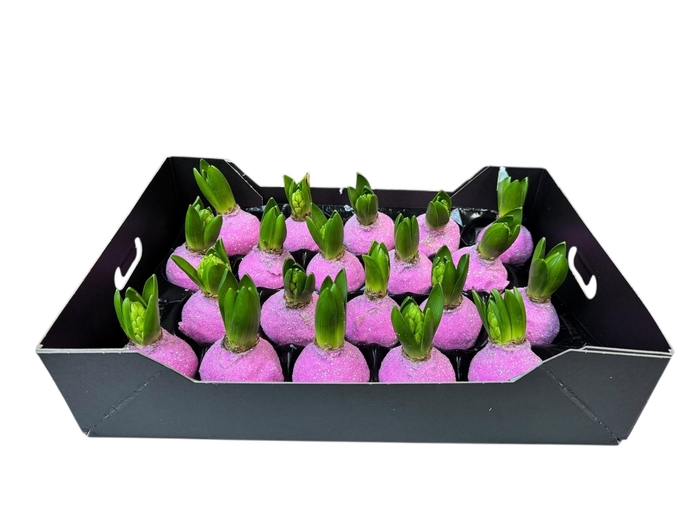 <h4>HYACINTH WAX GLIT-PINK</h4>