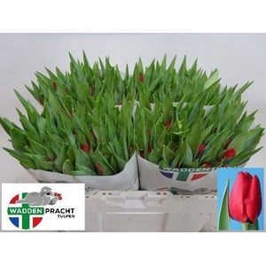 TU EN BEN VAN ZANTEN