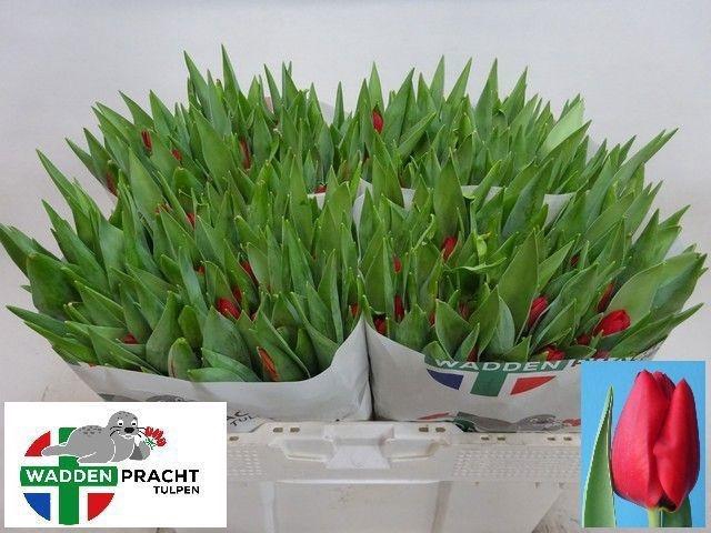 <h4>TU EN BEN VAN ZANTEN</h4>