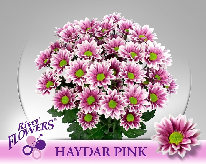 <h4>CHR T HAYDAR PINK</h4>