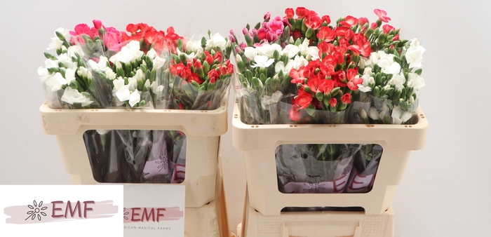 <h4>Di Solom Gem Fust</h4>