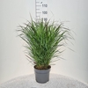 Panicum virgatum Squaw