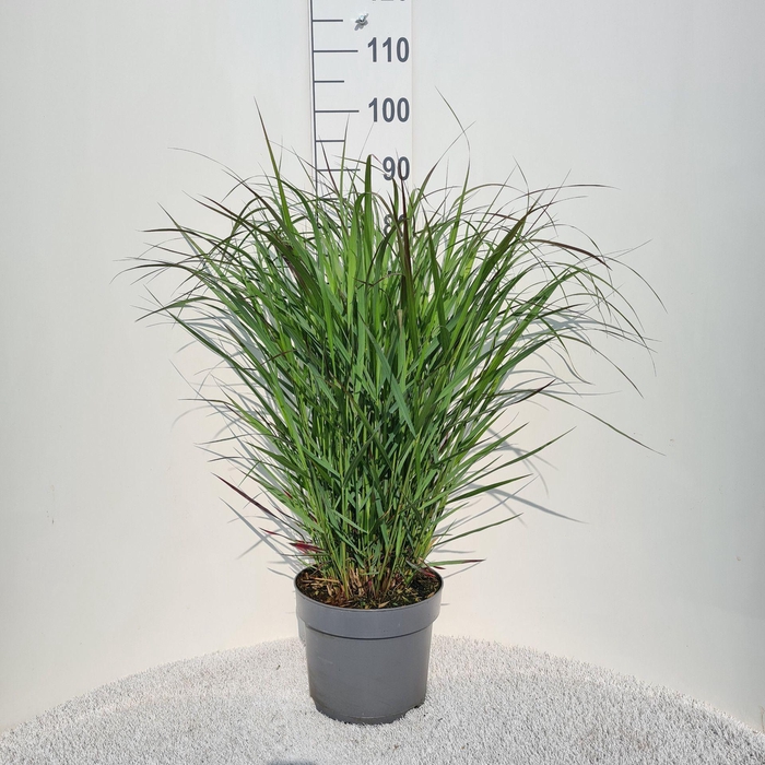 Panicum virgatum Squaw