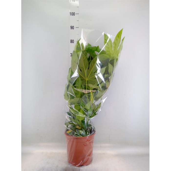 <h4>Fatsia japonica   ...</h4>