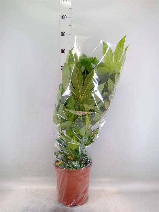 <h4>Fatsia japonica ...</h4>