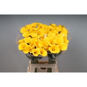 Zantedeschia sunny art