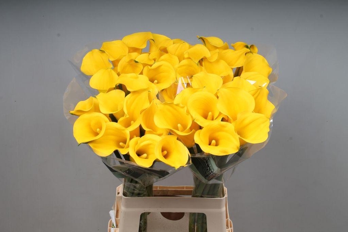 <h4>Zantedeschia sunny art</h4>