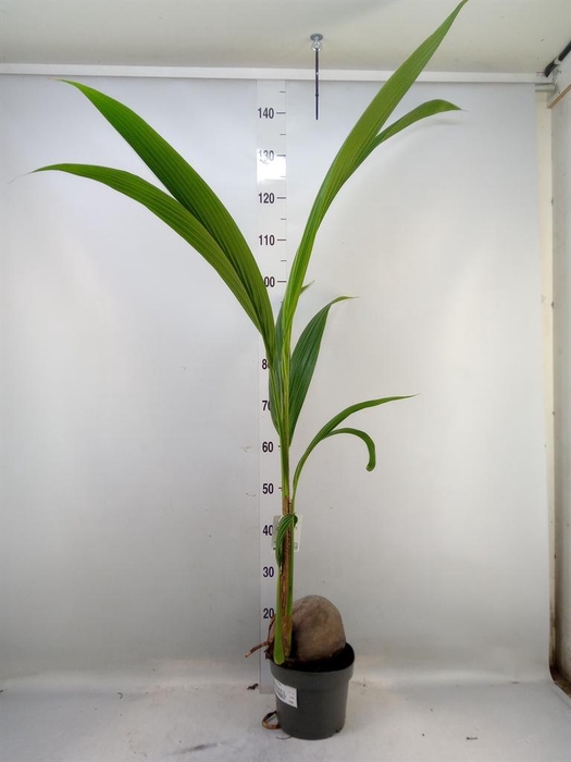 <h4>Cocos nucifera</h4>