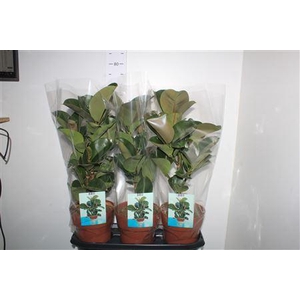 Ficus Elastica Cloe