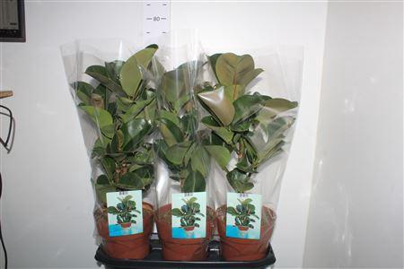 <h4>Ficus Elastica Cloe</h4>
