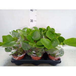 Pilea peperomoides