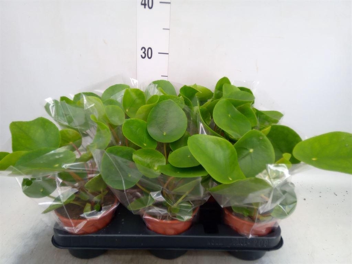 <h4>Pilea peperomoides</h4>