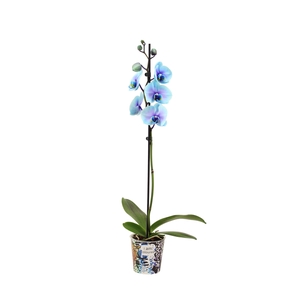 Potcover I Am Coloured Phal I Am Blue Lagoon 1T9+(24r levertijd